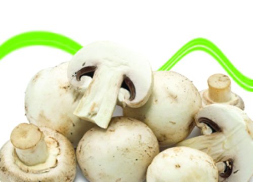 mushroom
